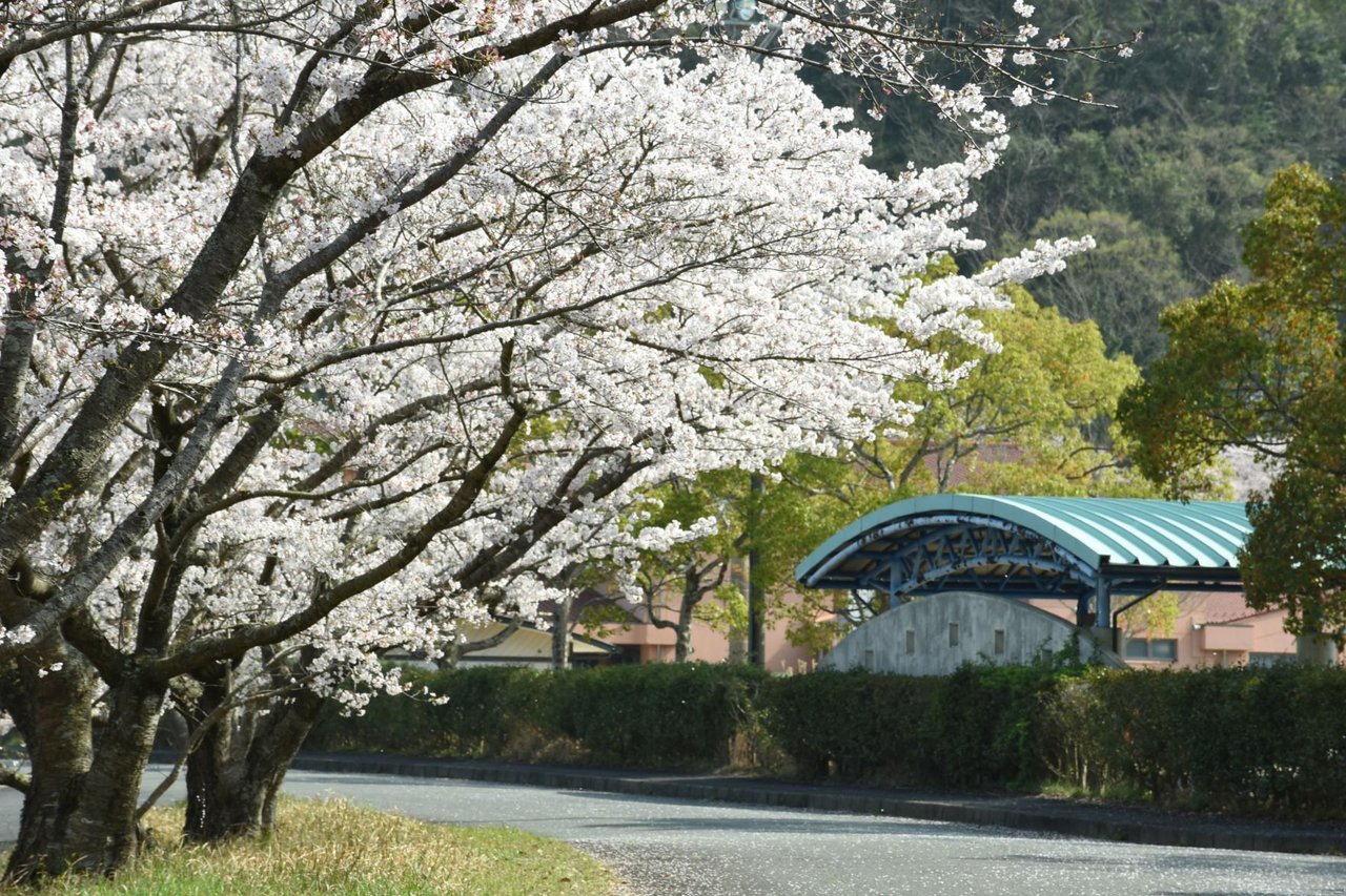 Cherry Blossoms around Akamura Community Center