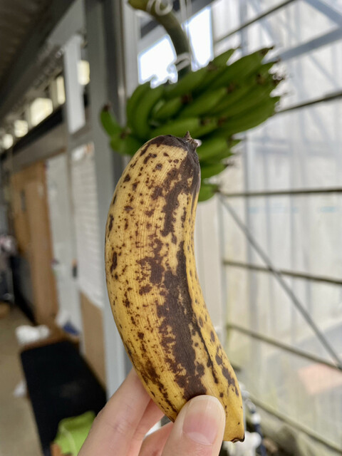 寿泉