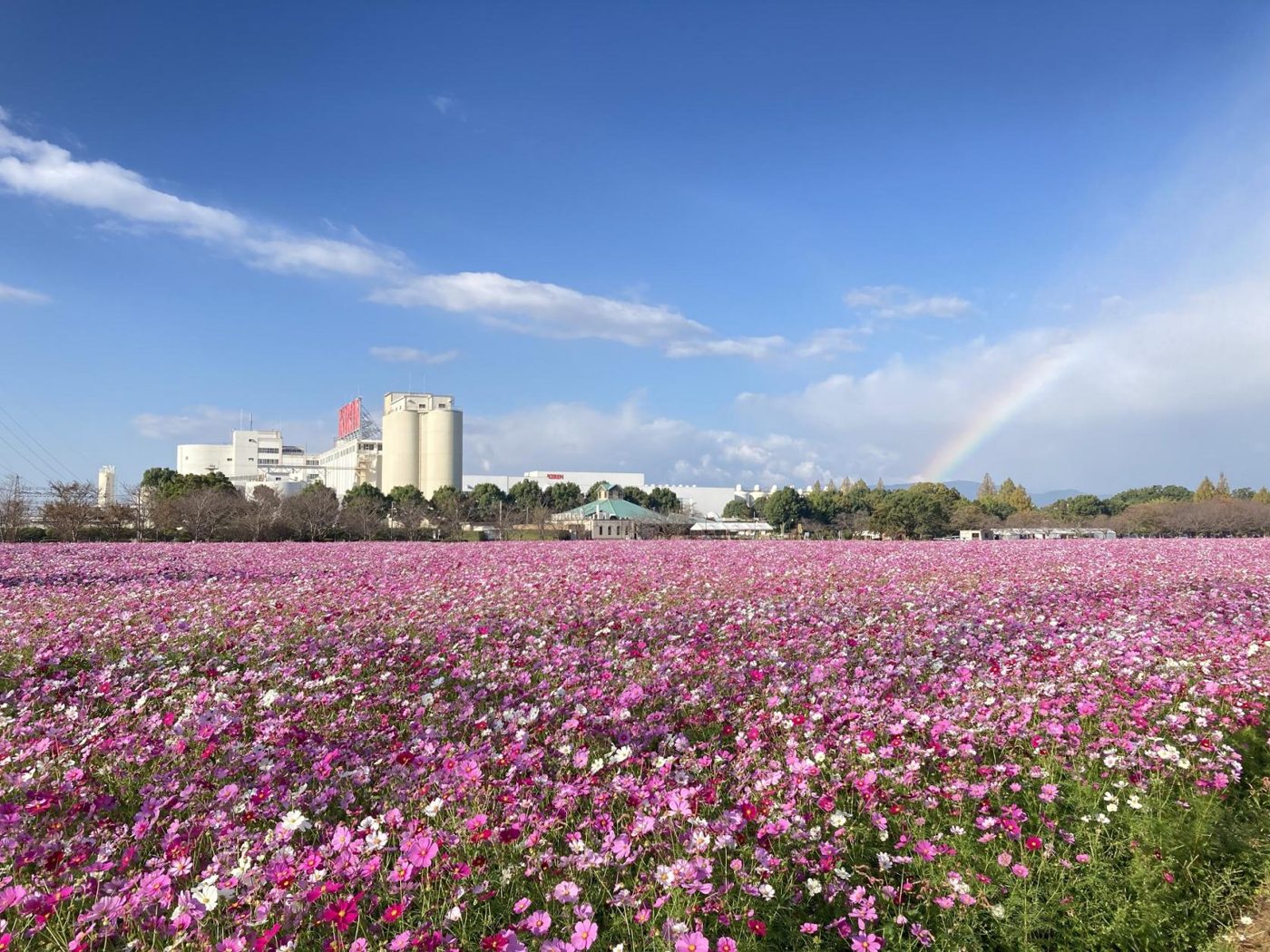 Kirin Flower Garden no Kosumosu (Kirinkosumosufesuta)