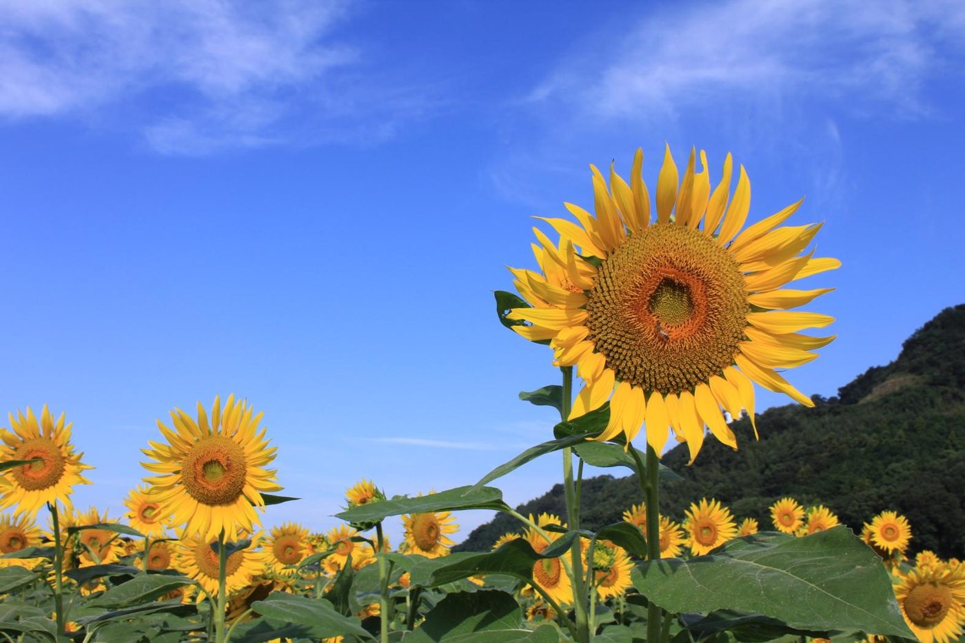 Haki Great Sunflower Garden