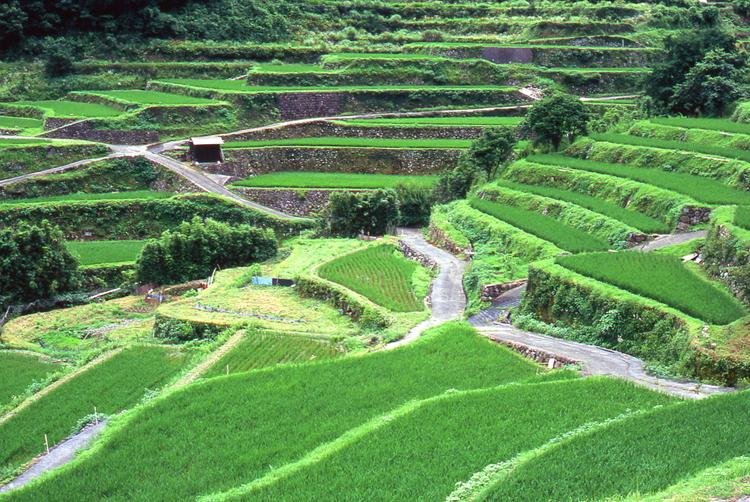 Uchinari Rice Terraces