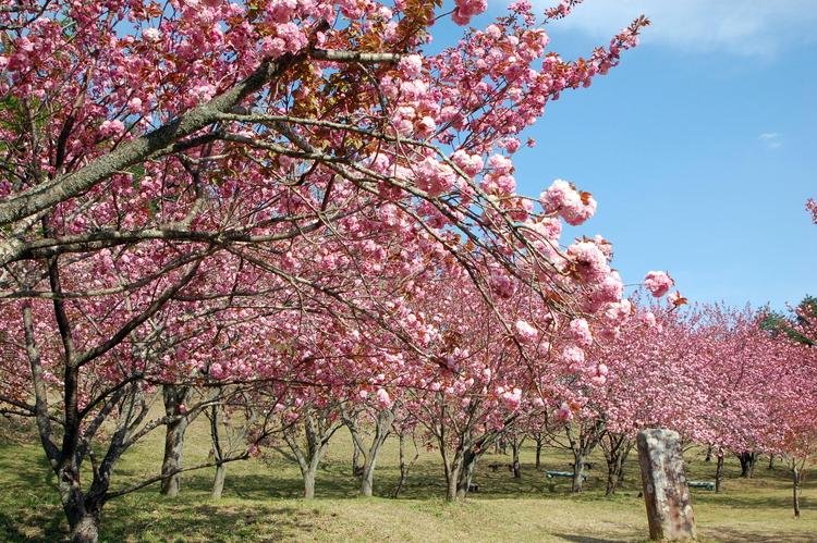 Eboshi Park