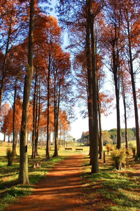 Metasequoia Autumn Leaves around Metase no Mori
