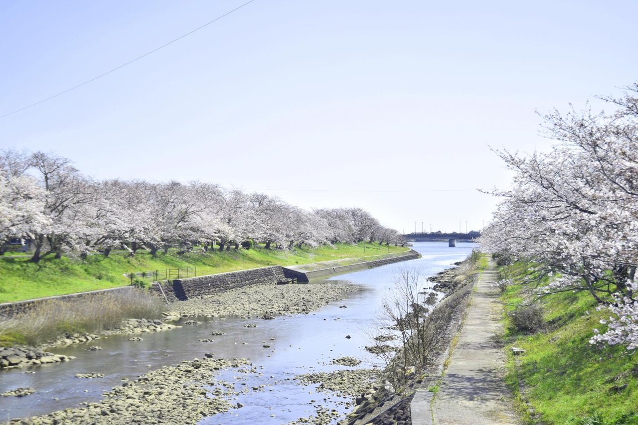Shiroi Kawa Iwamaru Kawa Dote no Sakura Namiki