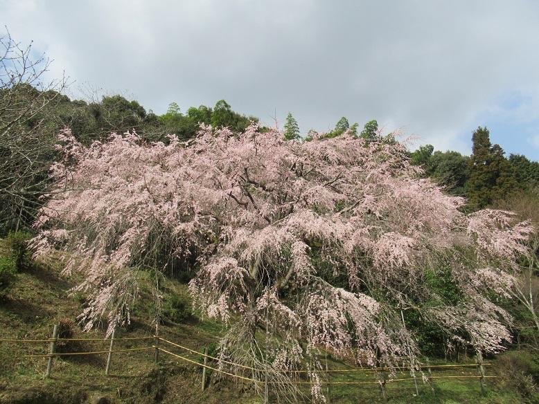 Tenjin-yama no Taishi Dare Cherry Blossom