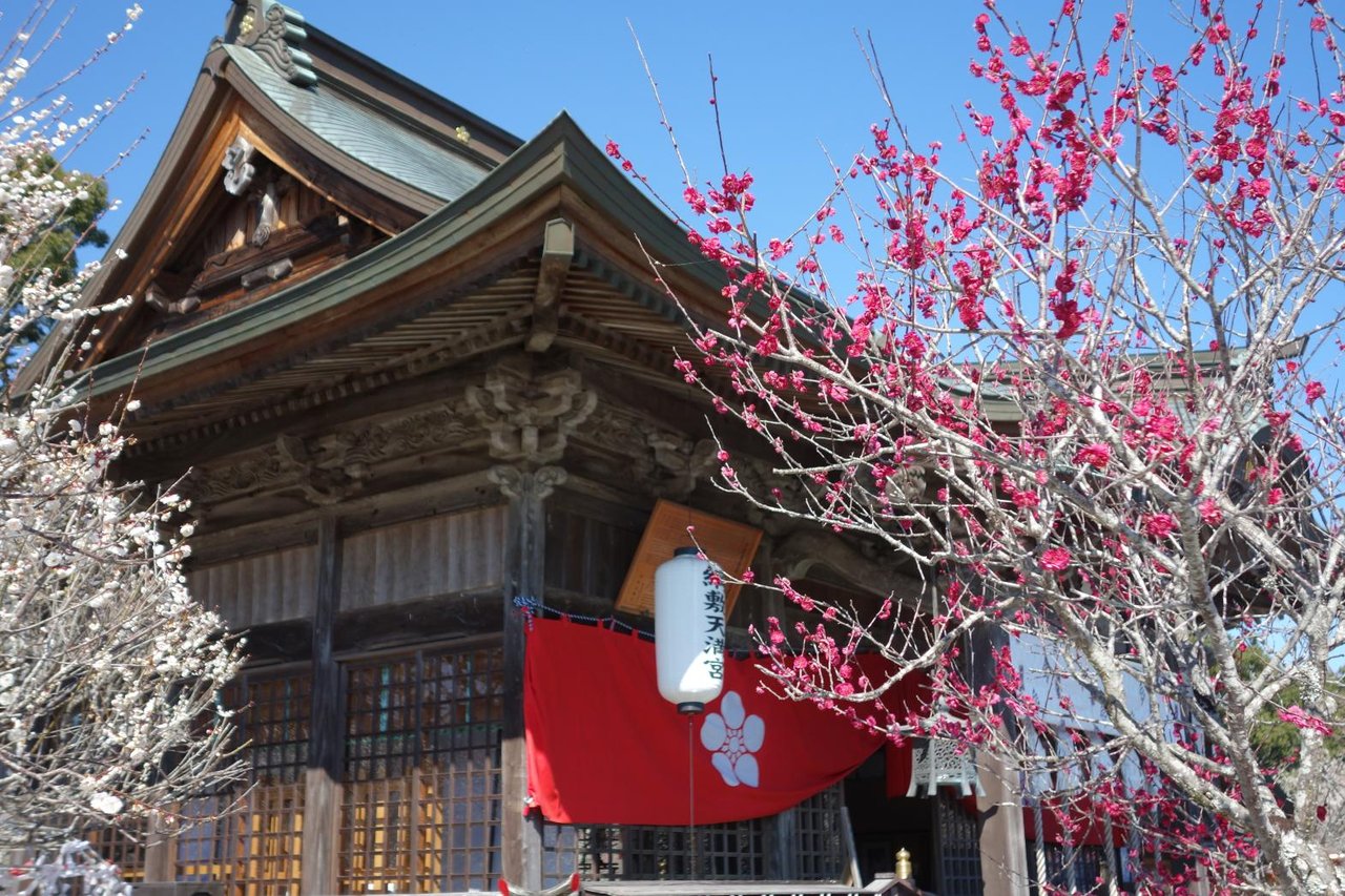 Shiida Plum Festival (Tsunashiki Tenmangu Shrine)