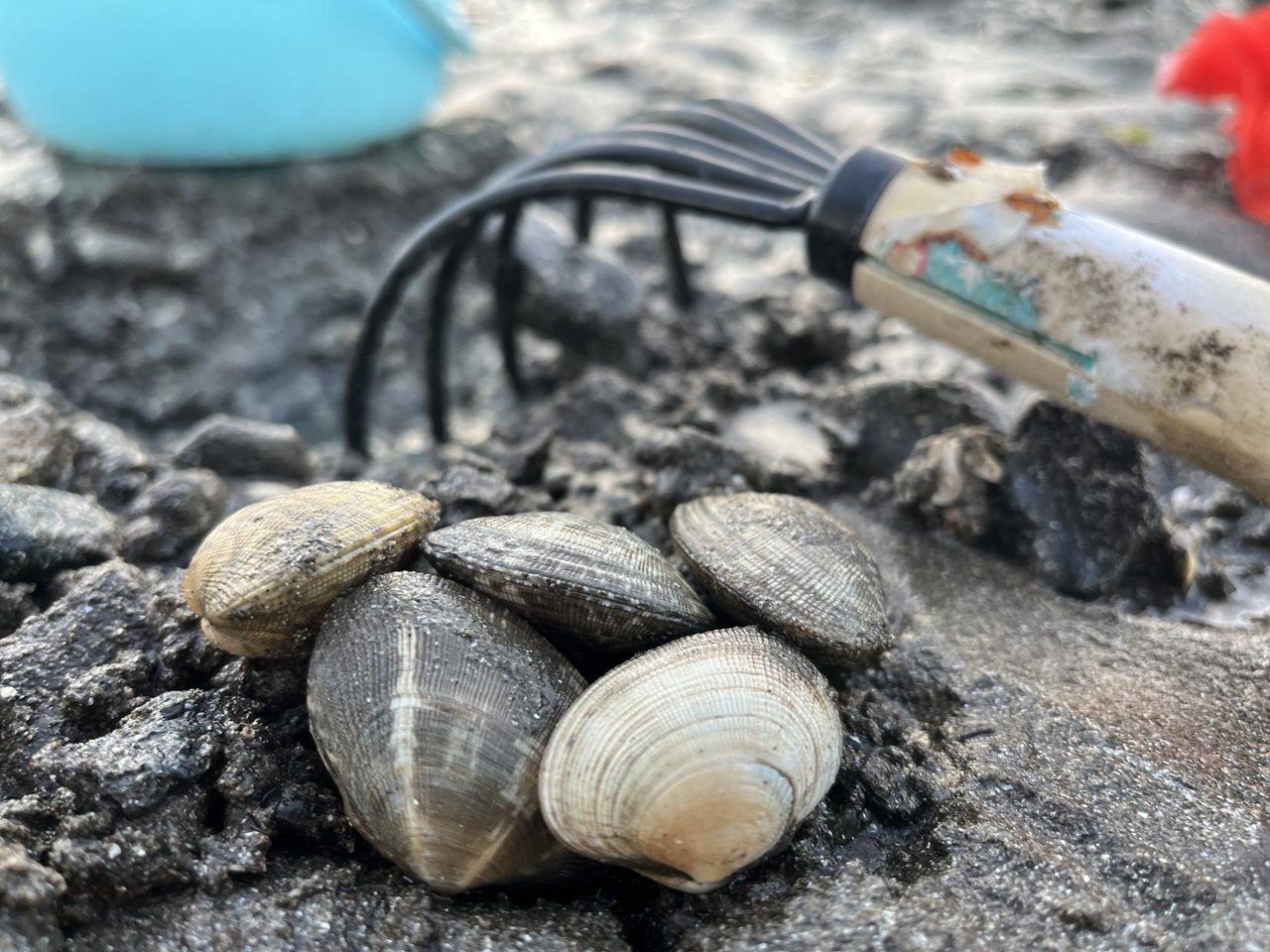 Hamanomiya Coast Clam Digging