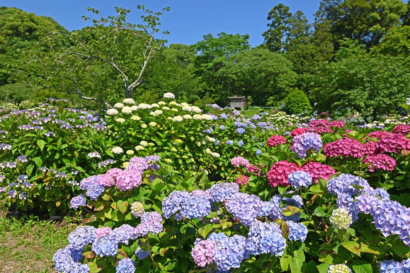 Mount Tenpai Historical Nature Park