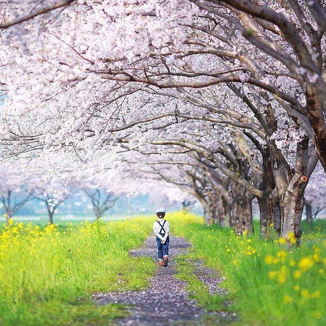 Kusaba River Cherry Tree Avenue