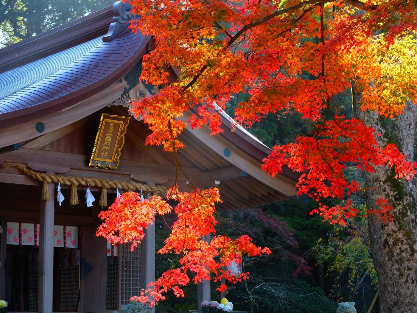 Autumn Leaves at Homan-gu Kamado Shrine