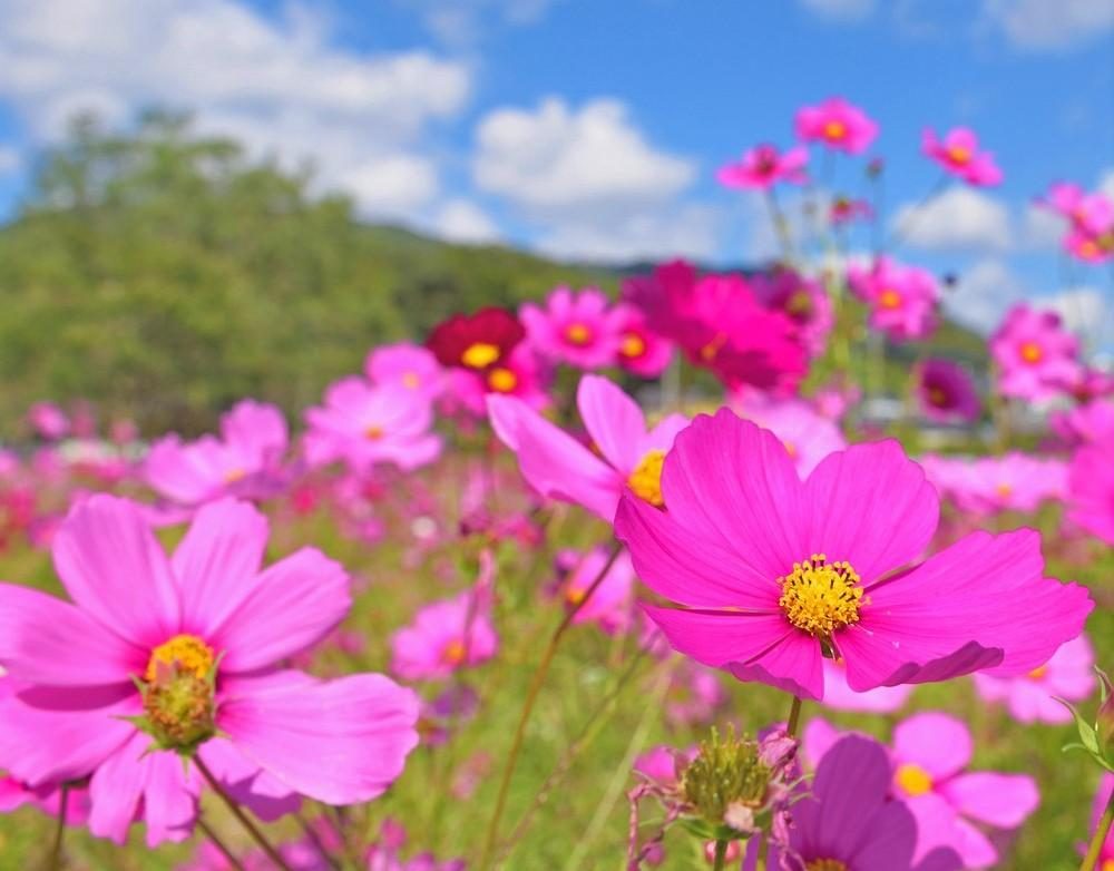 Cosmos at Kanzeon-ji Temple