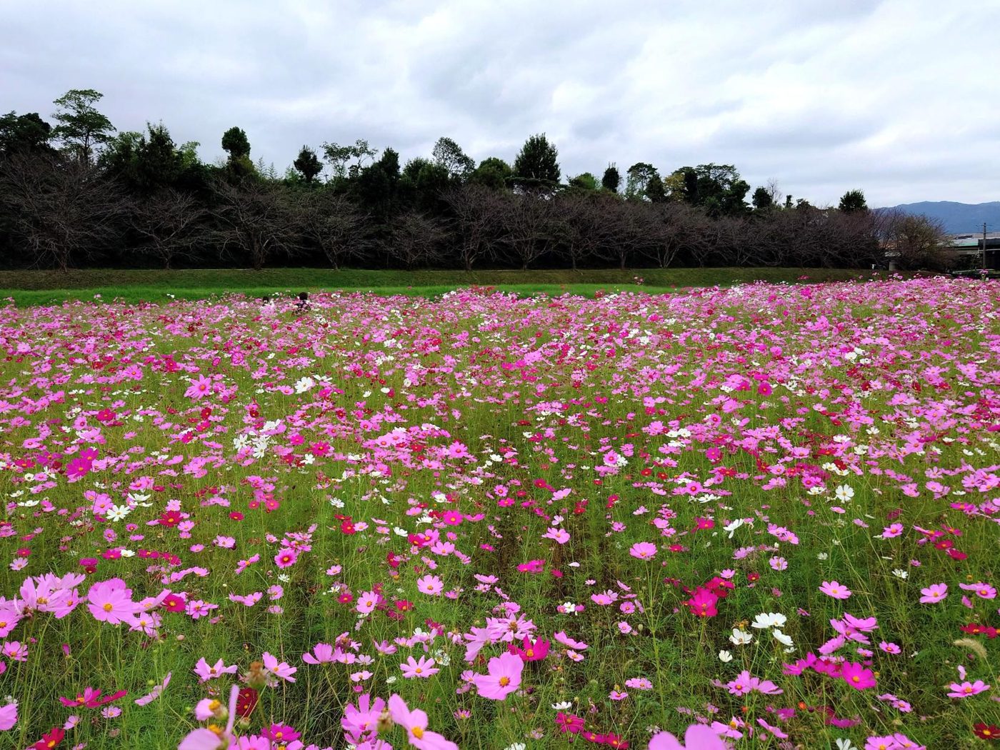 Cosmos at Mizuki Castle Ruins