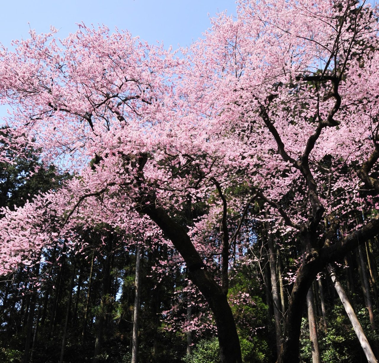 Kobi Cherry Blossoms