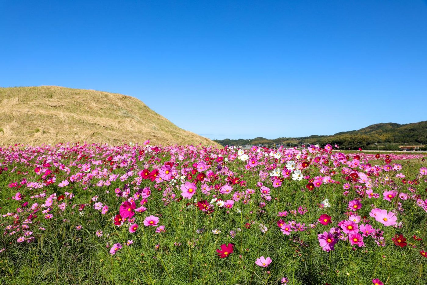 Cosmos