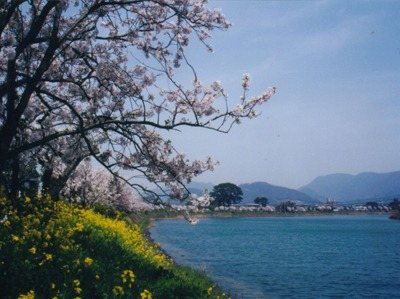 Hashimoto Kawa Sakura Namiki