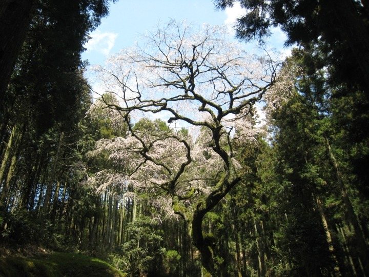 Tsujiyama no Shidarezakura