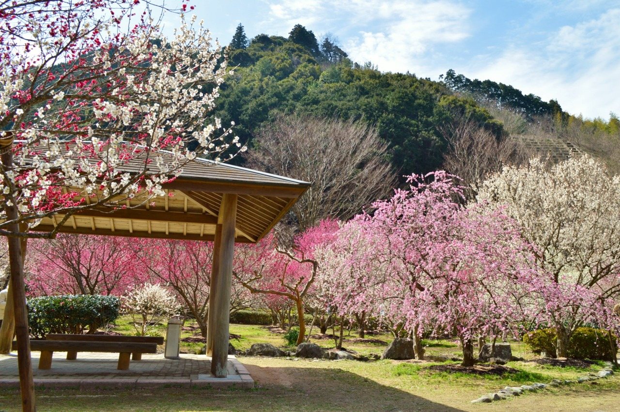 Hagi Okan Umebayashi Sono