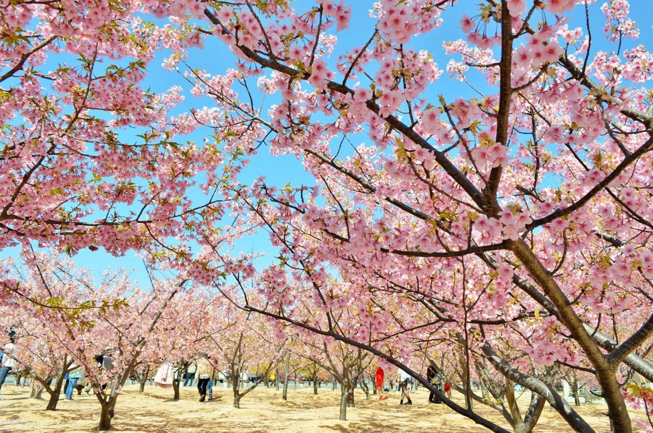 Shinsui Park Kawazu Sakura
