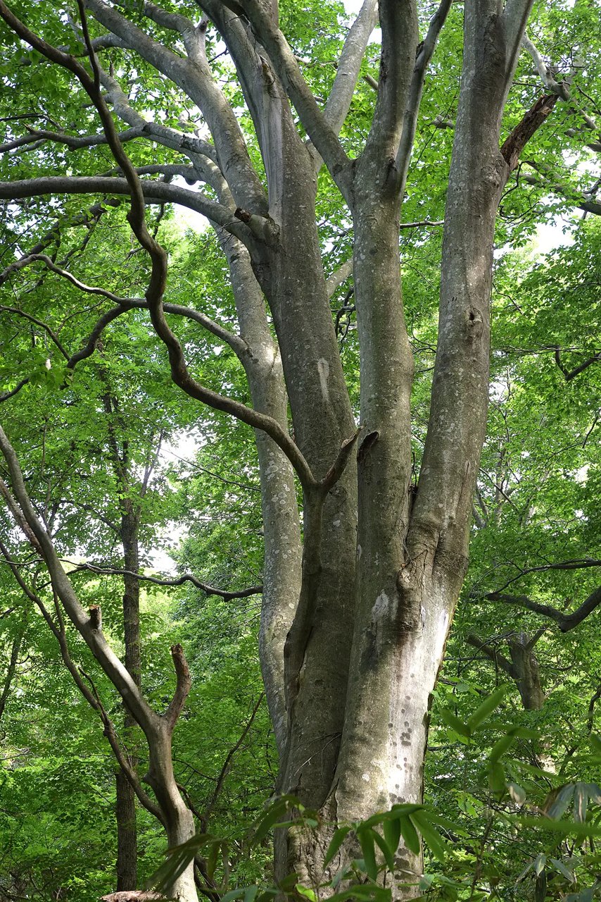 Tomeyama (Tomeyama)