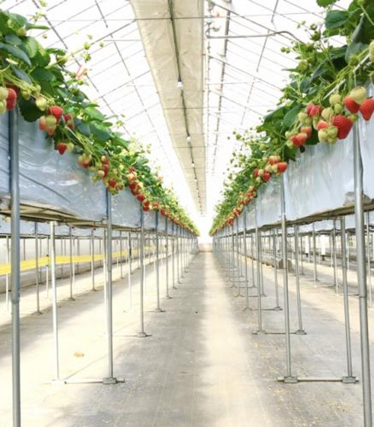 Ignal Farm
