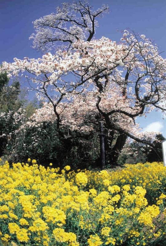 Uomizakura
