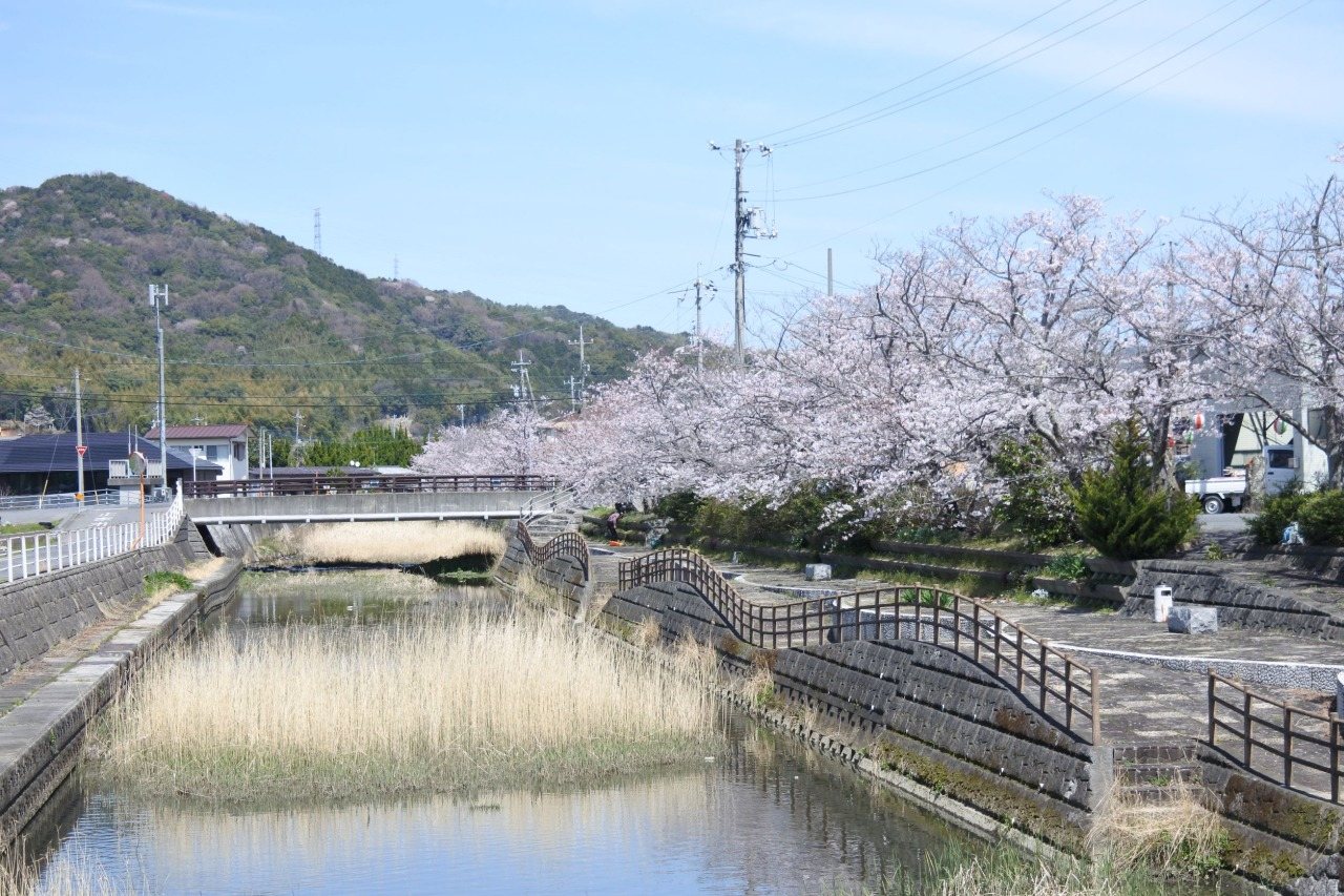 Kumakawa Kahan Sakura Namiki