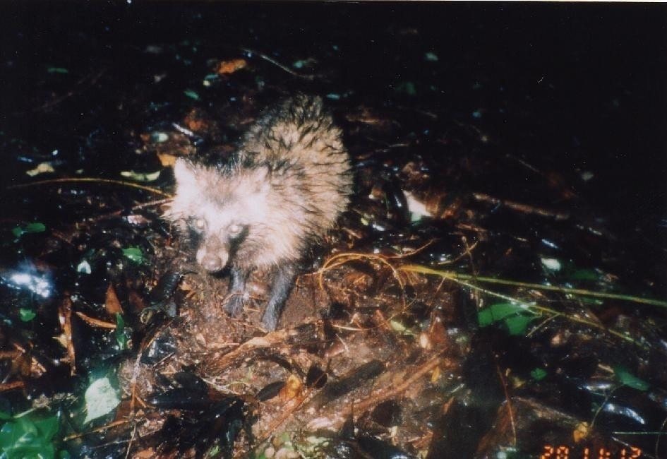 Ko Shima Tanuki Seisokuchi