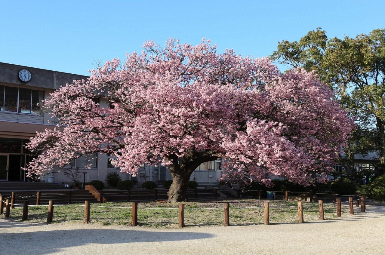 Hofu Ko Shima no Kanzakura