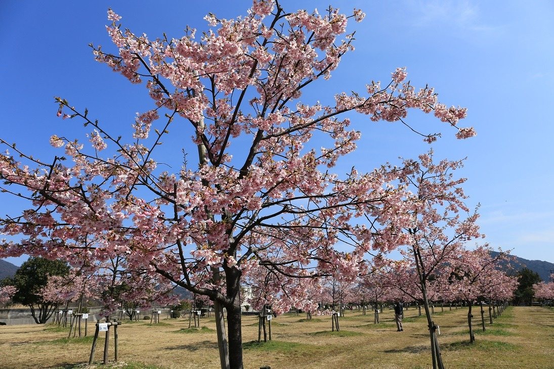 Hana no Sono Seaside Garden (Shinchikuji Green Space)