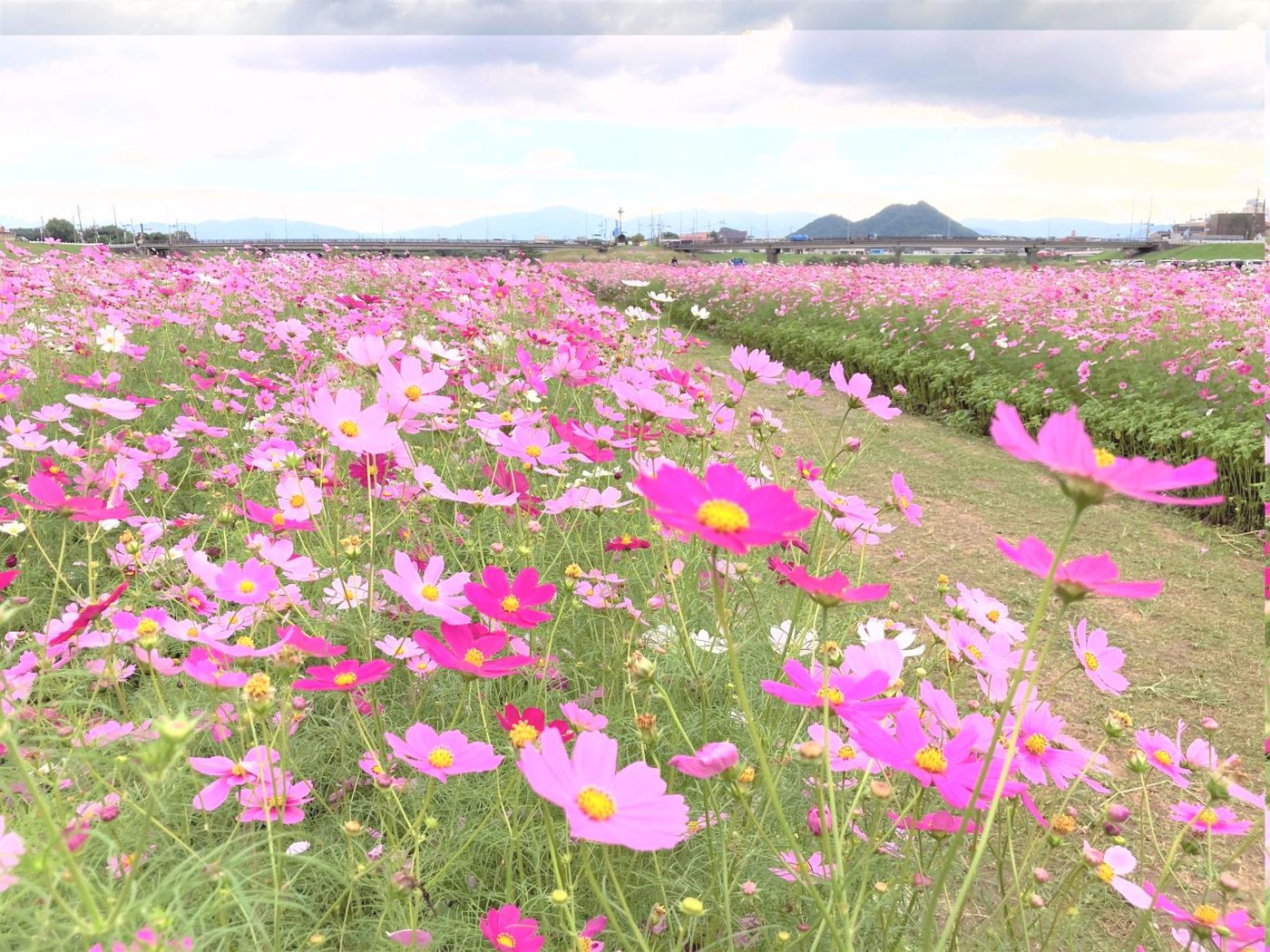 Cosmos at Onga Kawanaka Island
