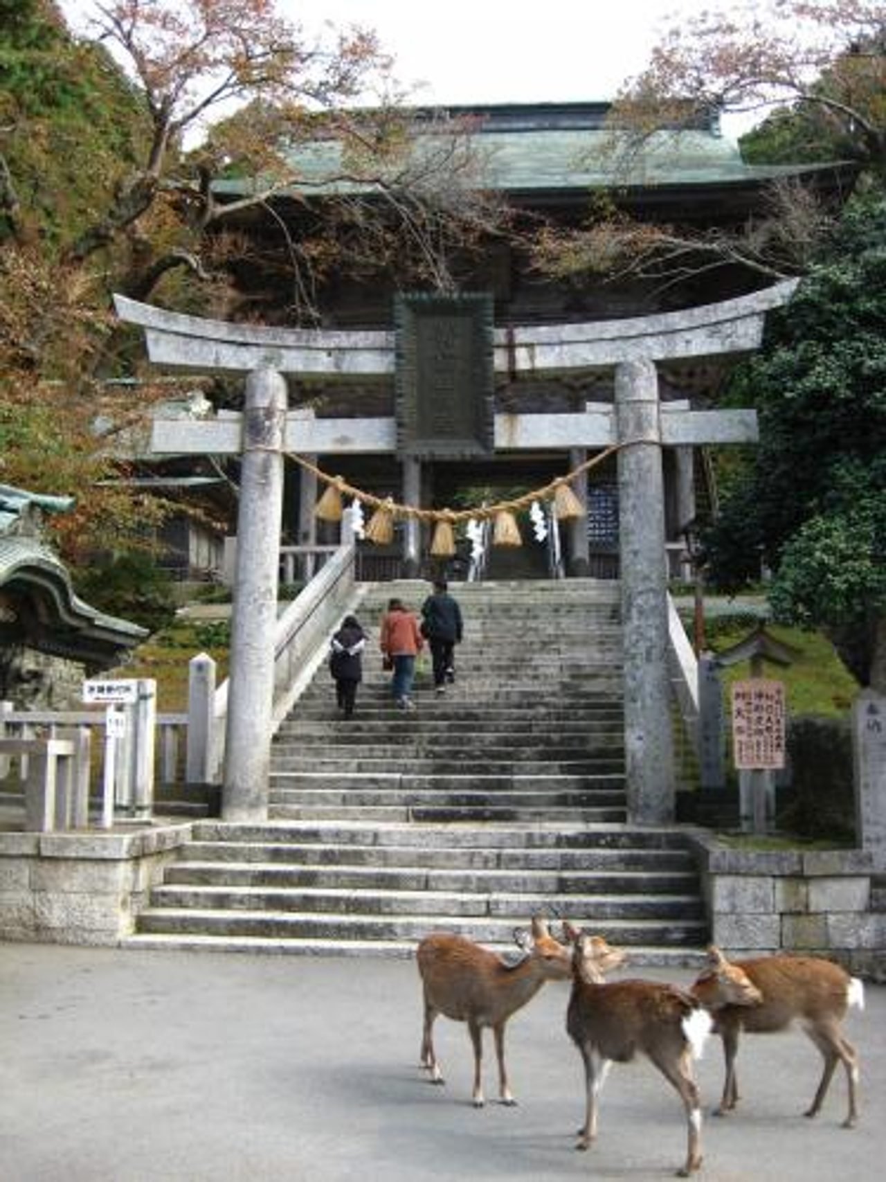 Deer at the stone torii of Kinkasan Koganeyama Shrine