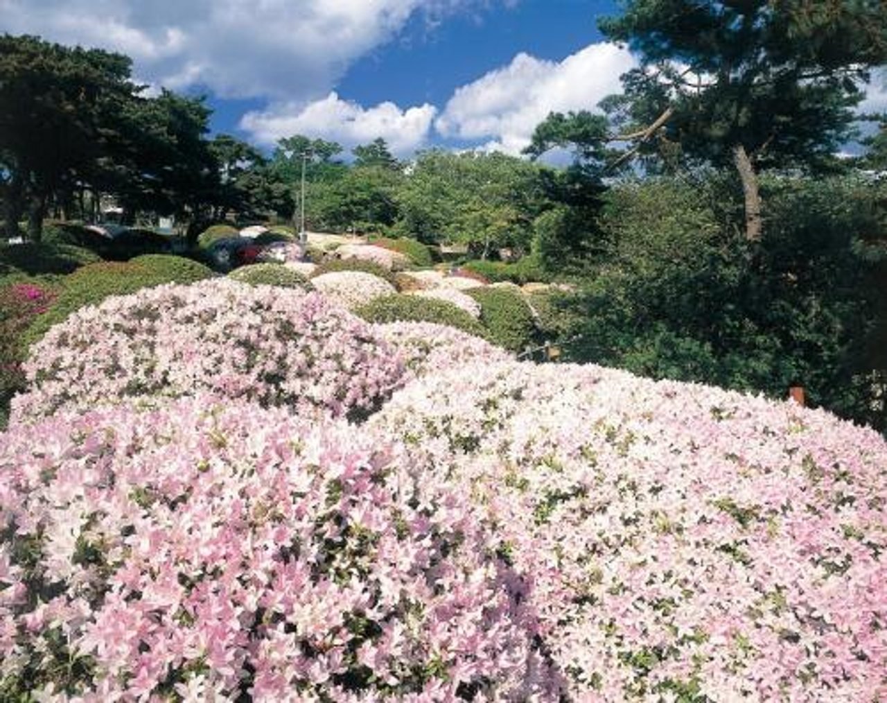 Hiyoriyama Park Cherry Blossoms & Azaleas