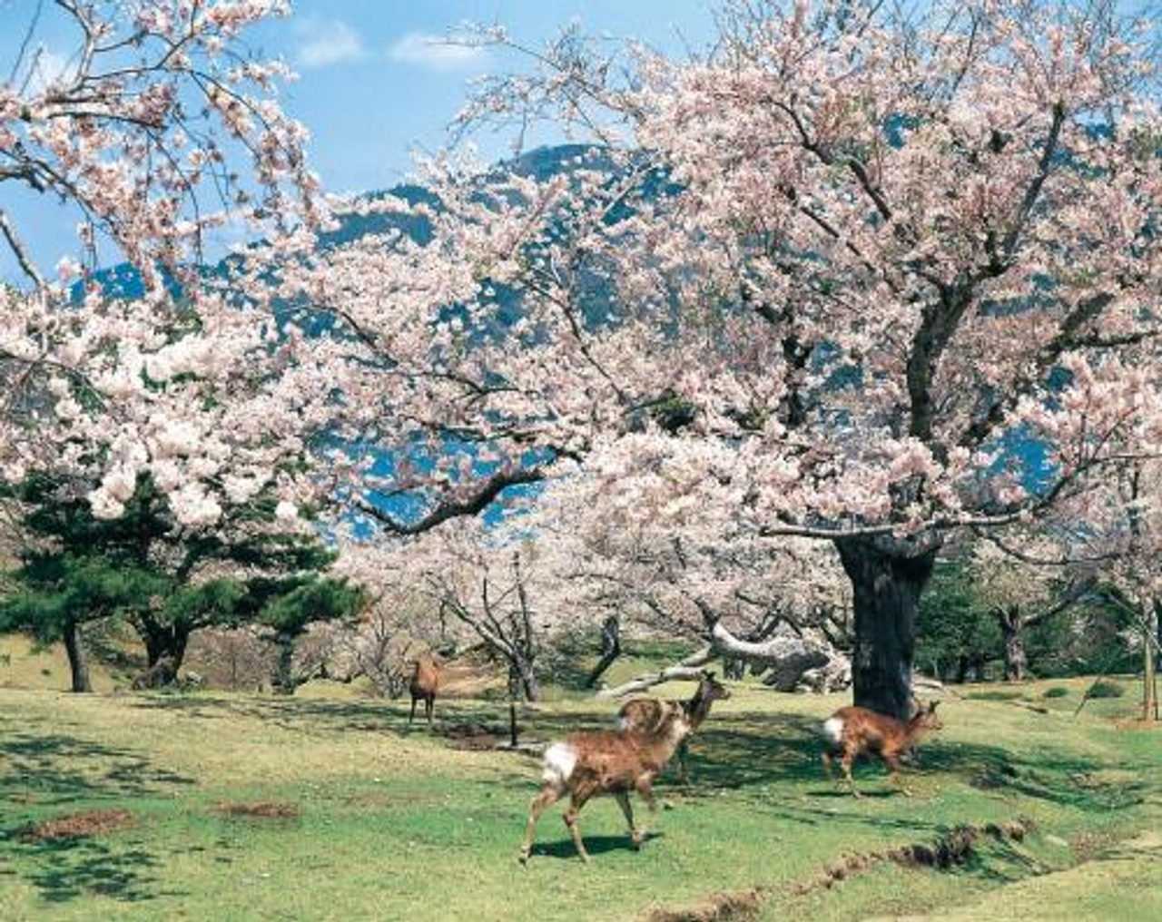 Shikayama Park Cherry Blossoms