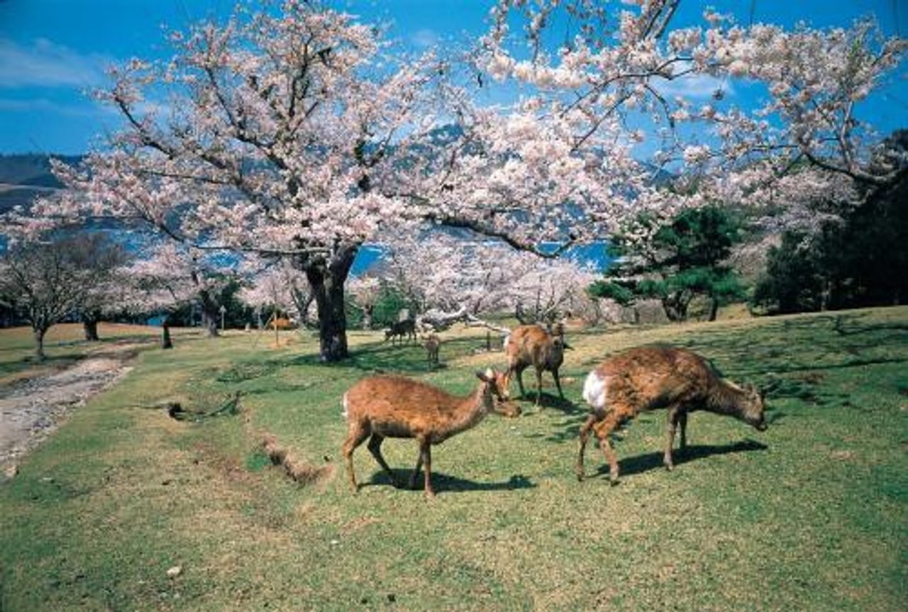 Kinkasan Deer & Monkeys