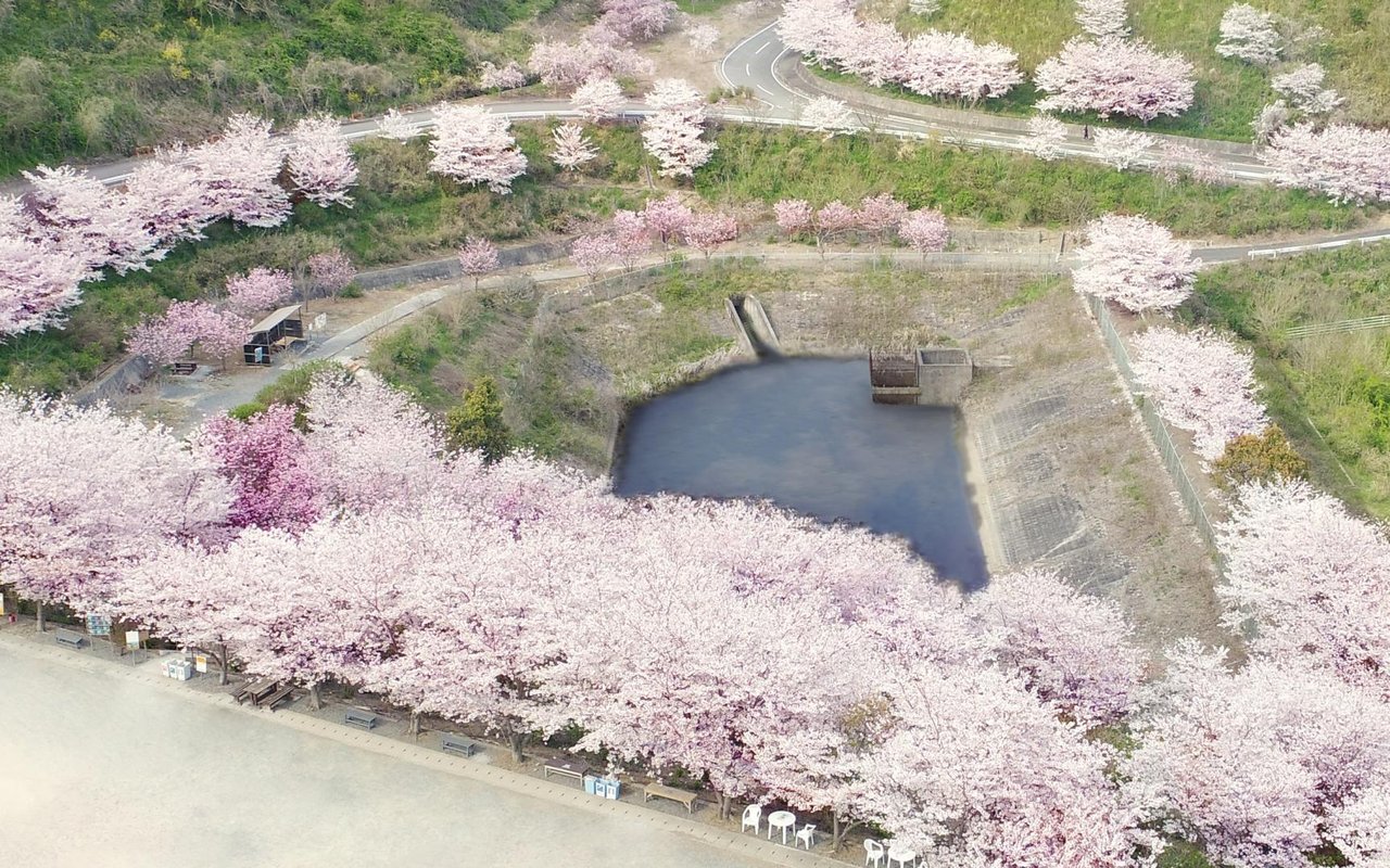 Kanayama Cherry Blossom Garden