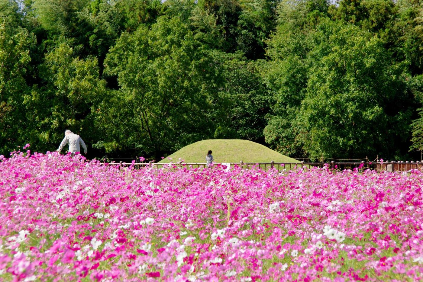 Cosmos at Heigen History Park