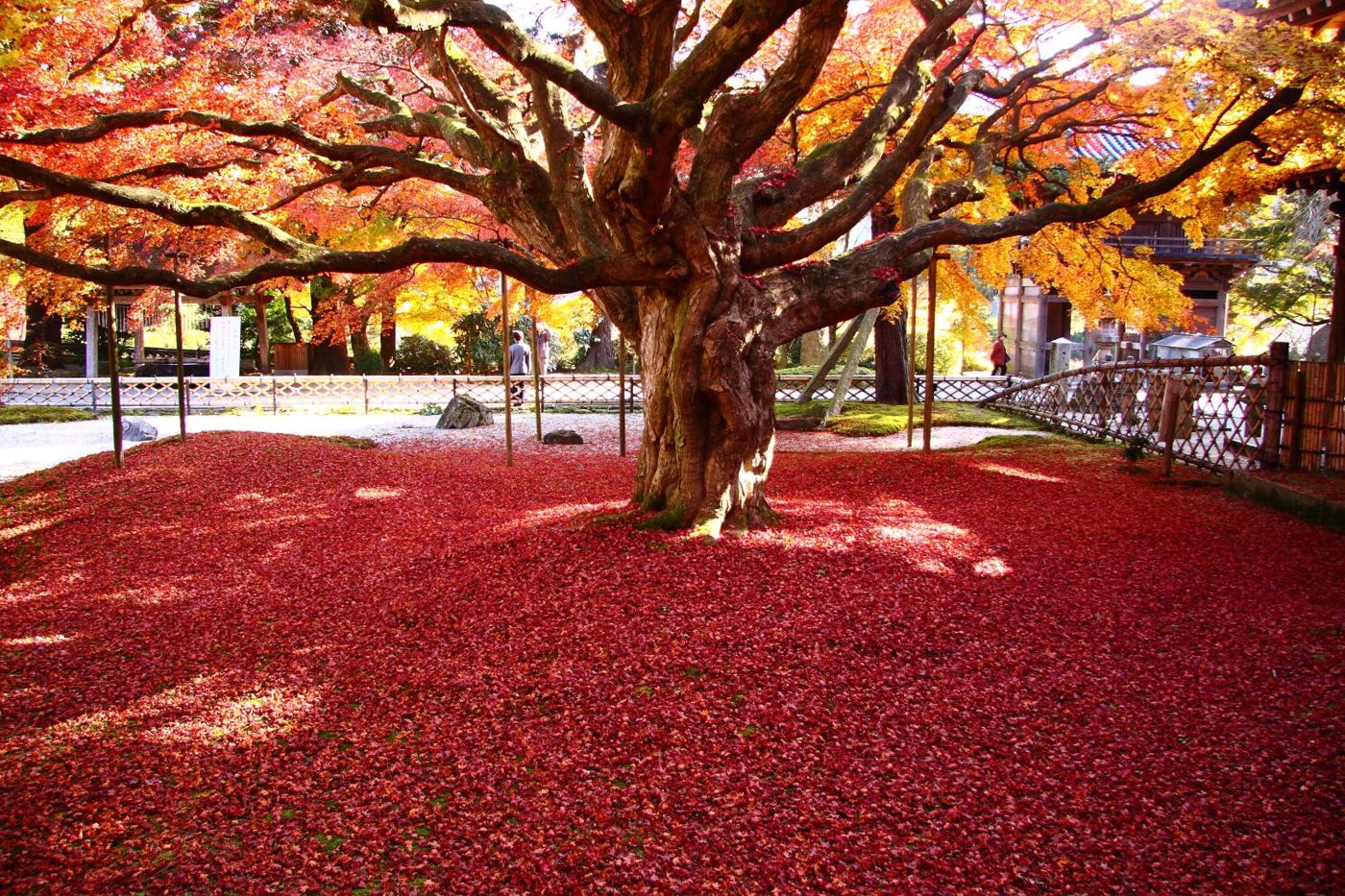 Ikazuchiyama Senjo-ji Temple Daihi Oin Giant Maple Autumn Leaves