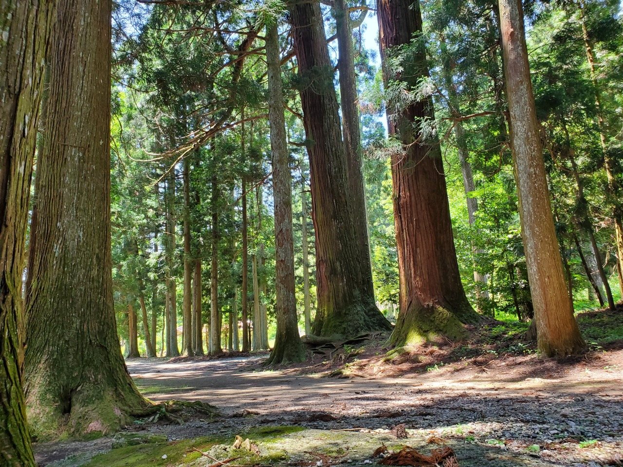 Usa Hachiman Shrine no Sugi Kyoju Gun