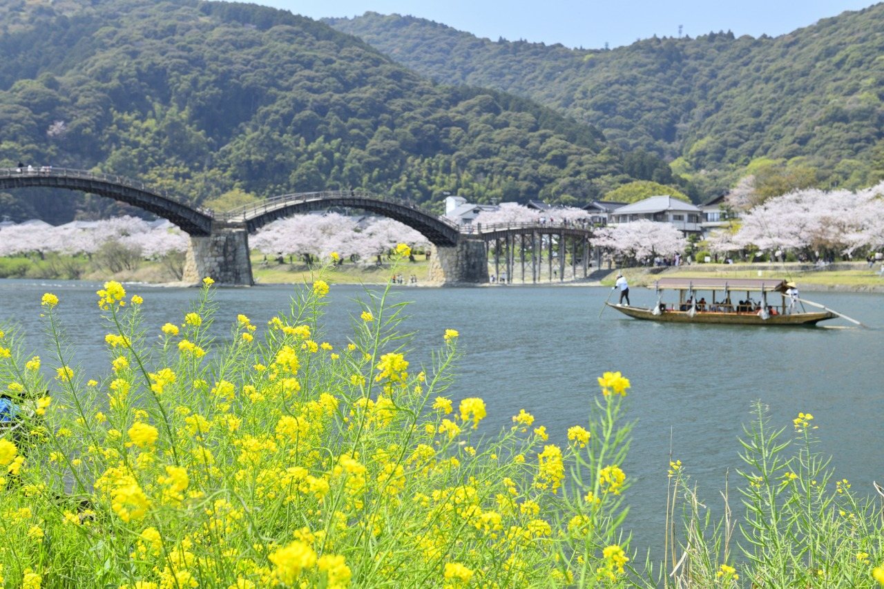 Kintai Bridge Spring Sightseeing Boat (Sakura Boat)