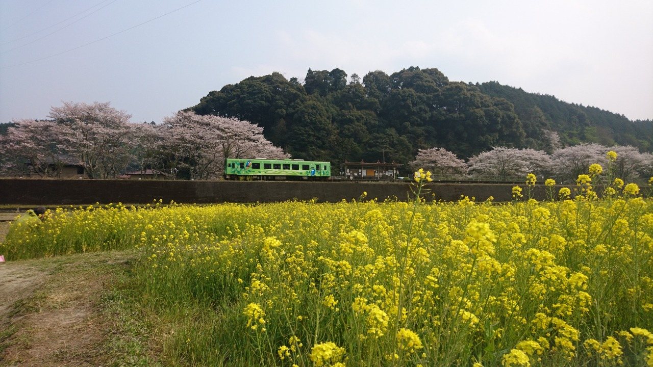 Rape Blossom Fields around Minami-Kawachi Station