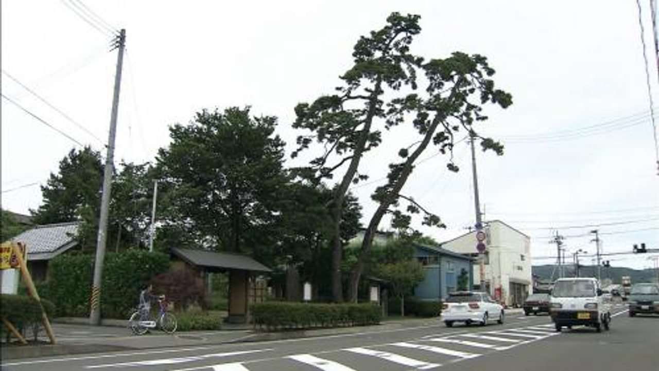 Futagi Pine