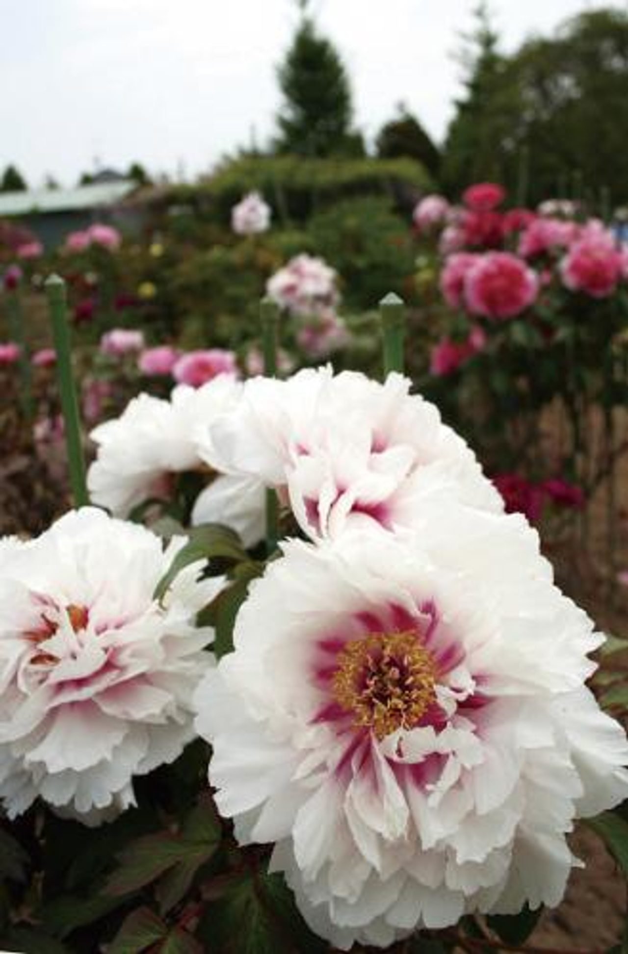 Kinjasui Shrine Peonies