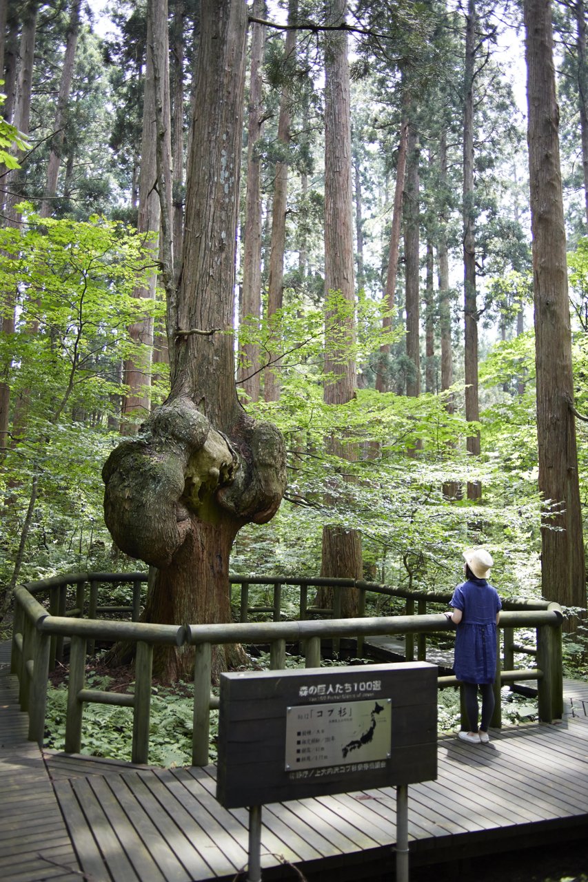 Kobu Sugi
