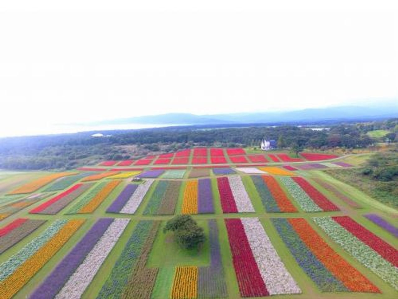 Yakurai Garden flower fields