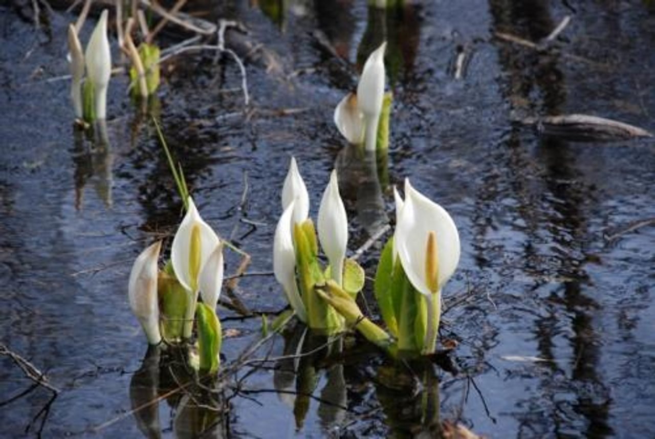 Arasawa Skunk Cabbage
