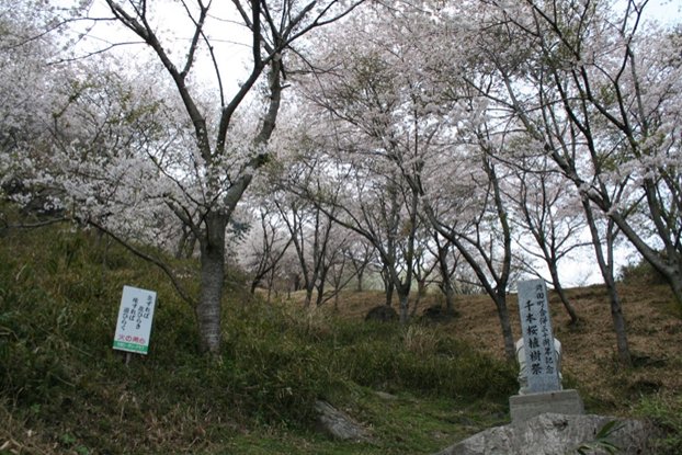 Takagi Yama Sembonzakura