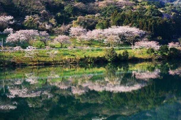 Dono Kawa Damu Shiki no Plaza Cherry Blossoms