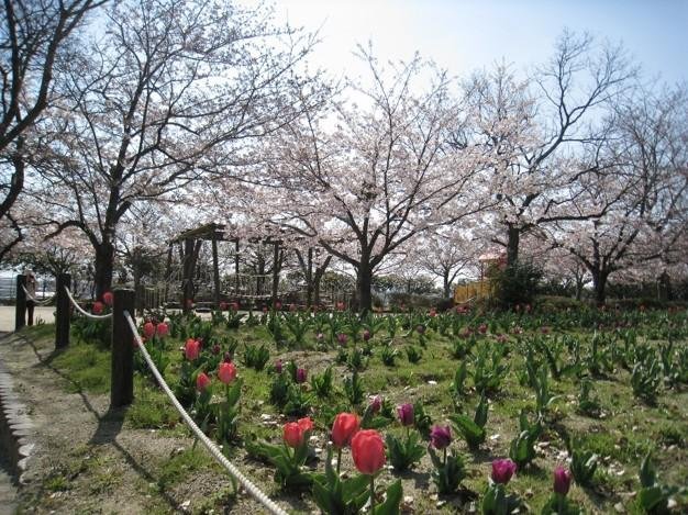 Mukaiyama Park Cherry Blossoms