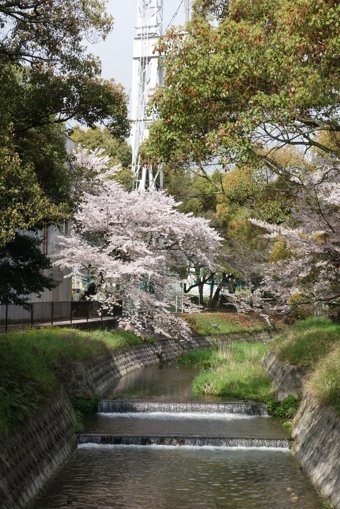 Tonokawa Green Park Cherry Blossoms