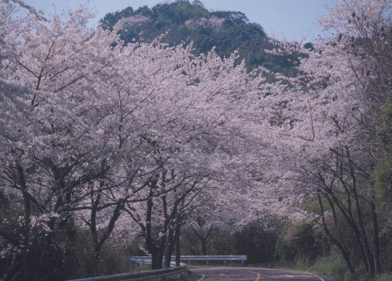 Hachi Sa no Yamazakura